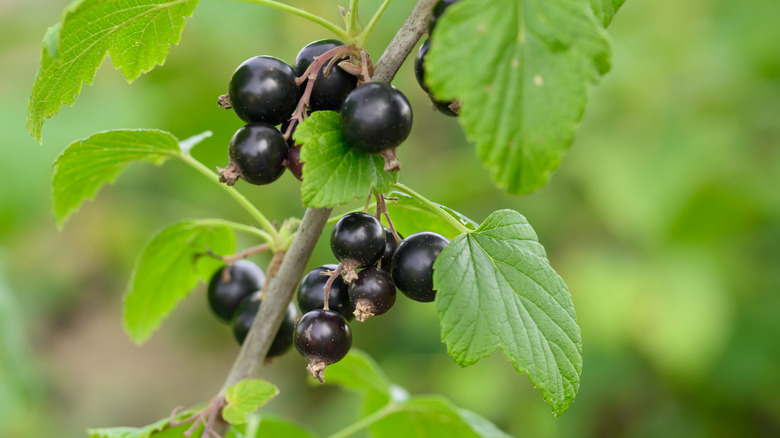 Black currents on bush.