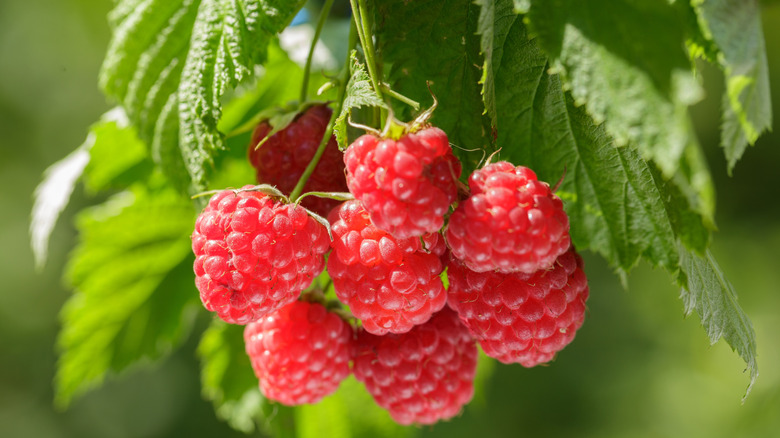 Red raspberries on a bush.