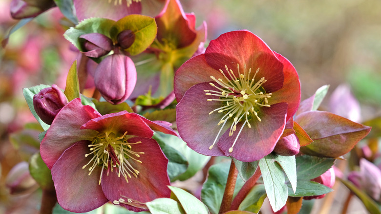 Hellebore in bloom
