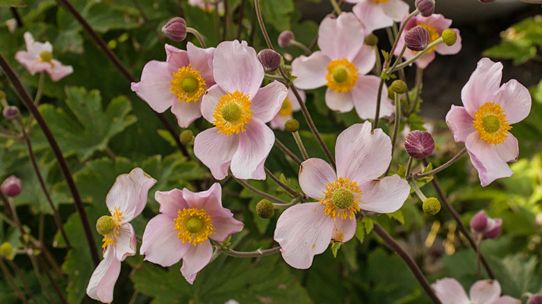Pink Japanese anemones in bloom.