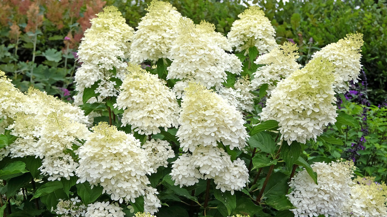 Cream blooms of panicle hydrangea.