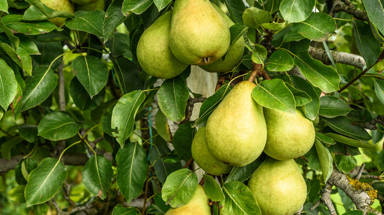 Pears on healthy green pear tree.