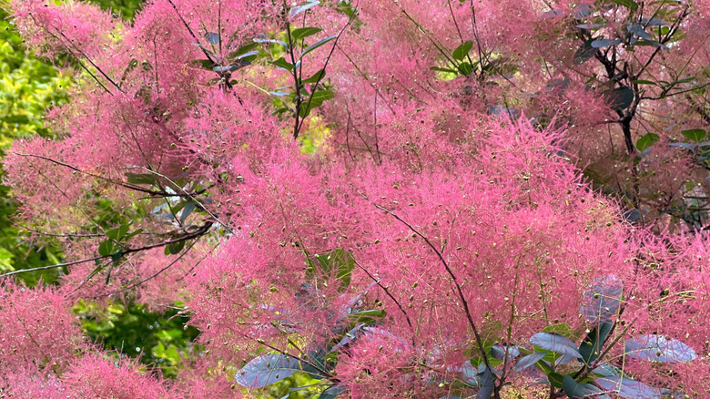 Pink blooms of smokebush.