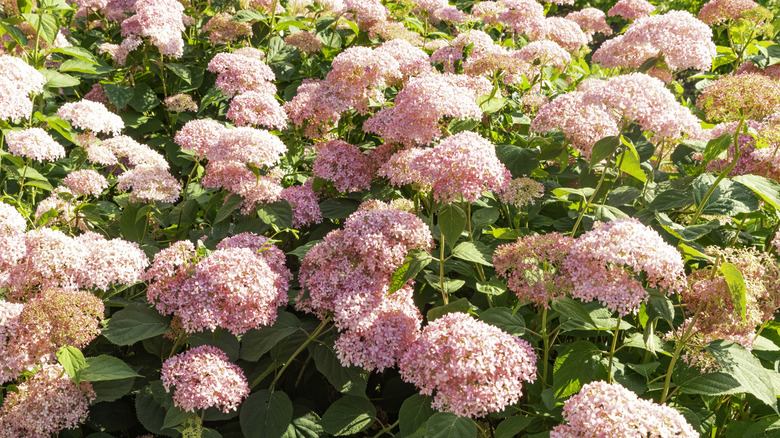 'Invincibelle Ruby' hydrangea in bloom.