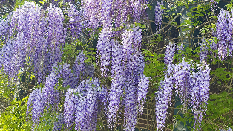 Wisteria vine in bloom.