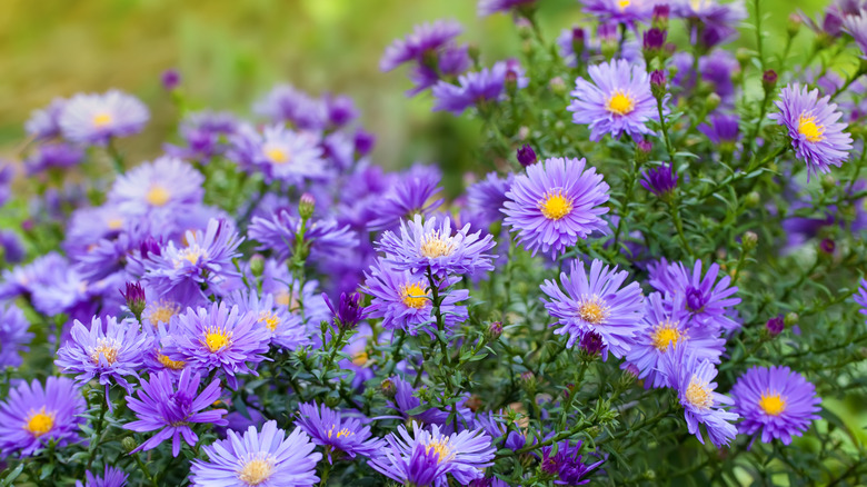 Violet aster flowers are shown being cultivated in a garden.