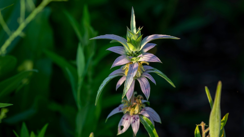 The dramatic spotted beebalm plant is striking against a dark background.