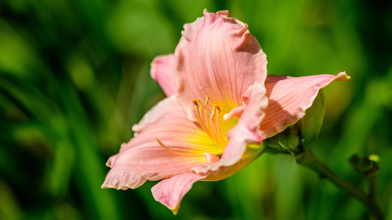 The light peach daylily featured prominently is called 'Pink Playmate'