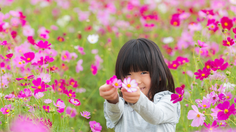 A young girl holds out two cosmos flowers while playing in a field of them.