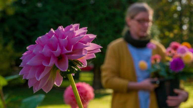 A middle-aged woman in the background of her dahlia garden is harvesting the colorful blooms.