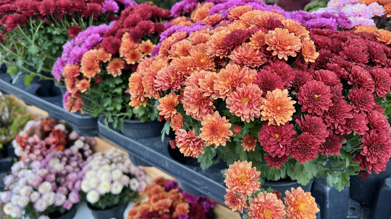 Many colorful varieties of chrysanthemums ("mums") await purchase at a garden center.