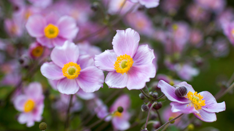 Delicate pink blossoms of the Japanese anemone are shown in close-up.