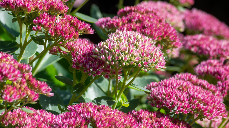 Sedum, also known as stonecrop, is shown thriving in the sunshine.