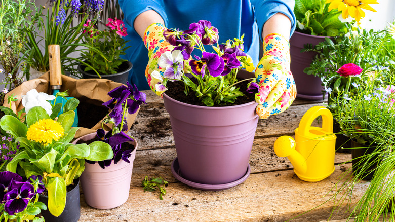 A woman wearing gardening gloves with a colorful pattern on a yellow background transplants purple and white pansies into a pot.
