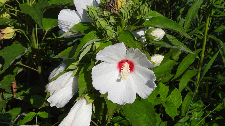 The crimsoneyed rose mallow (Hibiscus moscheutos) flourishes in a garden, as evidenced by its large, healthy bloom and many buds.