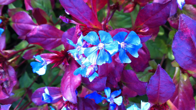 Blue flowers and stunning purplish fall foliage are shown on the leadwood (Ceratostigma plumbaginoides) plant.