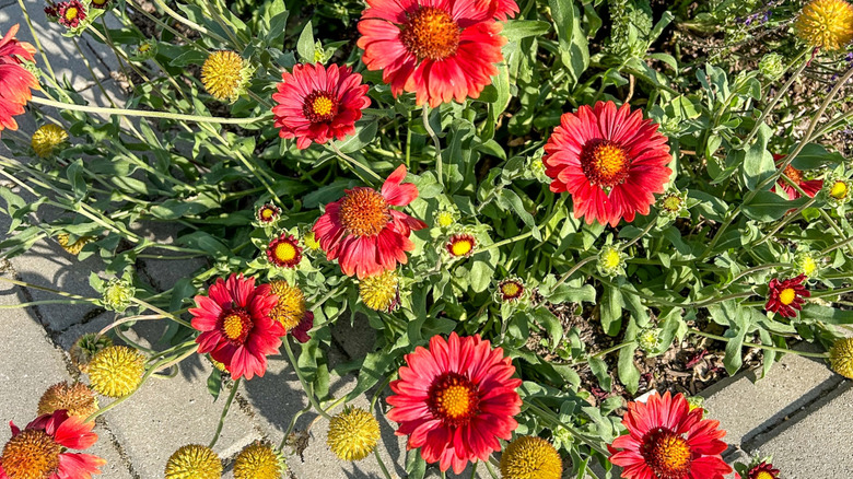 Blanketflowers (Gaillardia aristata) add a splash of color to the area next to a paved path.