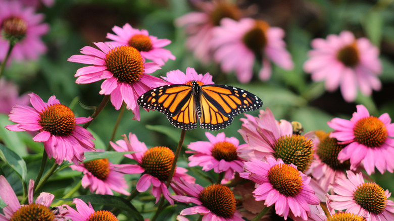 A monarch butterfly enjoys a field of Eastern purple coneflowers (Echinacea purpurea).