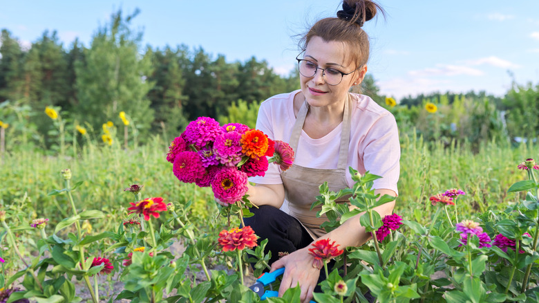 A middle-aged woman is cutting a bunch of brightly-colored zinnias in her garden.
