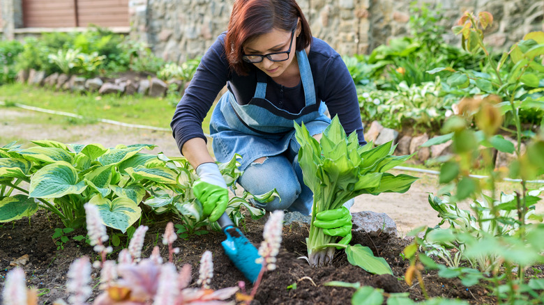 Woman planting hosta plant in flower bed next to a pathway
