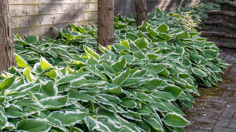 Arum italicum, hosta plant in courtyard garden
