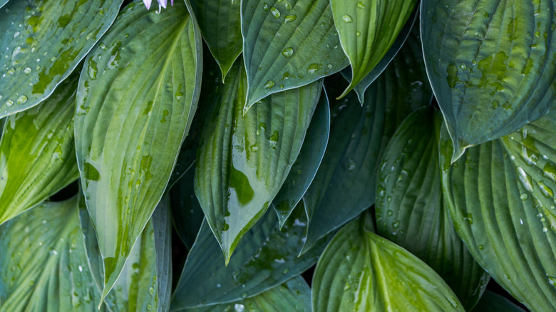 huge green hosta leaves with water drops after rain close-up