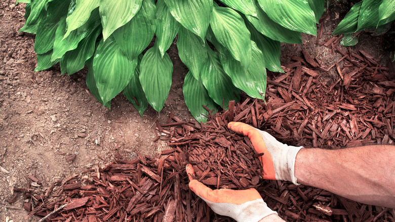 Closeup of a man wearing gardening gloves applying brown mulch chips around green hosta plants