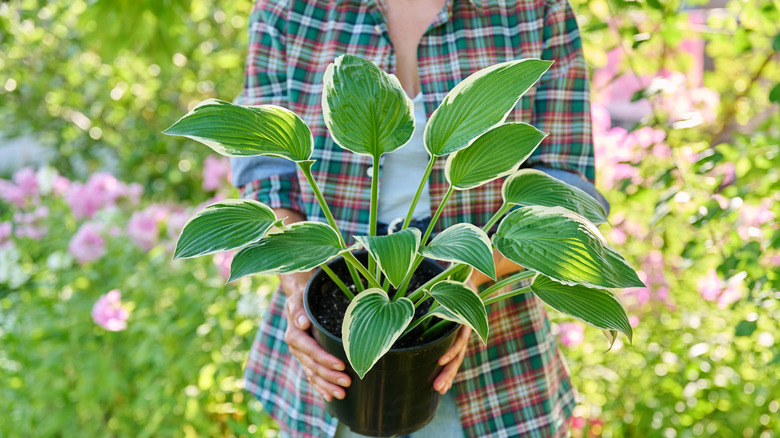 Person holding a hosta plant in a pot