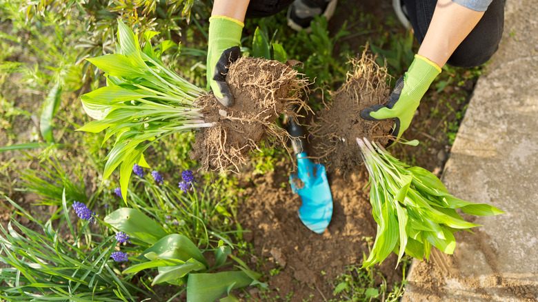 Close-up of woman dividing hostas dug up from a border