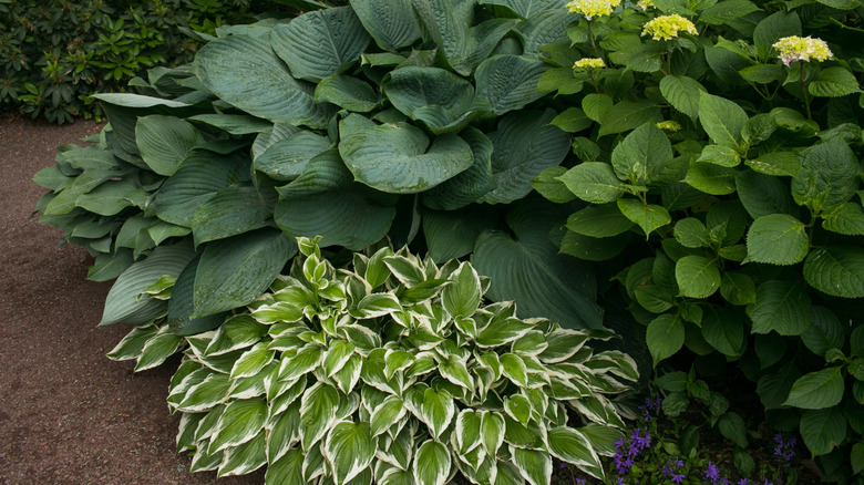 Multiple types of hosta plants in a landscape