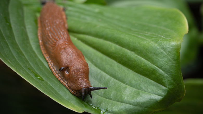 Large roadside slug is crawling along the hosta leaf