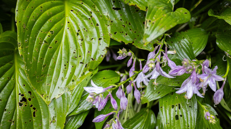 Blooming Hosta with damaged leaves from disease