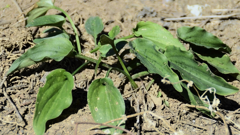 Sad, limp hosta plants growing in very dry soil, exposed to full sun