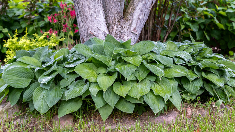 Vibrant hosta plant with large green leaves growing in dense clumps at the base of a tree trunk in a shaded garden.