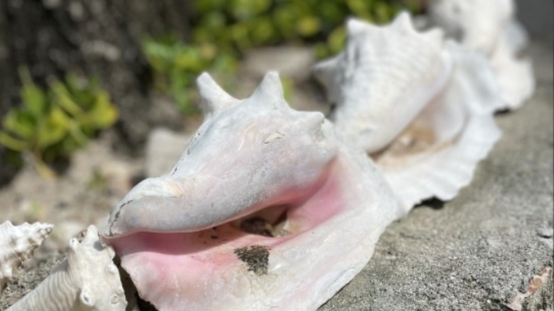 Conch shell border around a tree