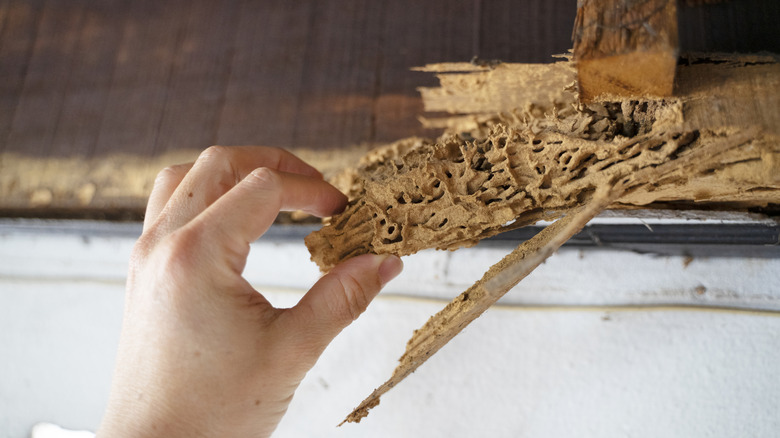 Hand pulls away termite-eaten wood from roof