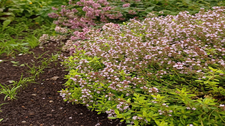 Lemon thyme and other herbs grow near a house