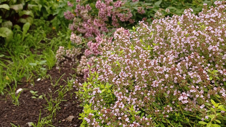 Lemon thyme and other herbs grow near a house
