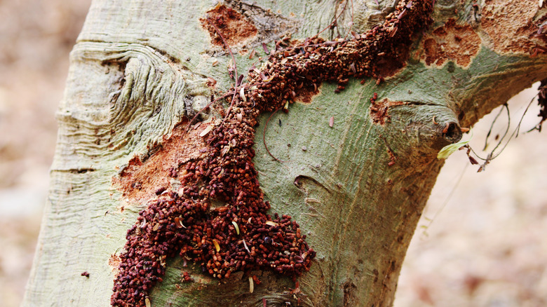 Termites eating a tree