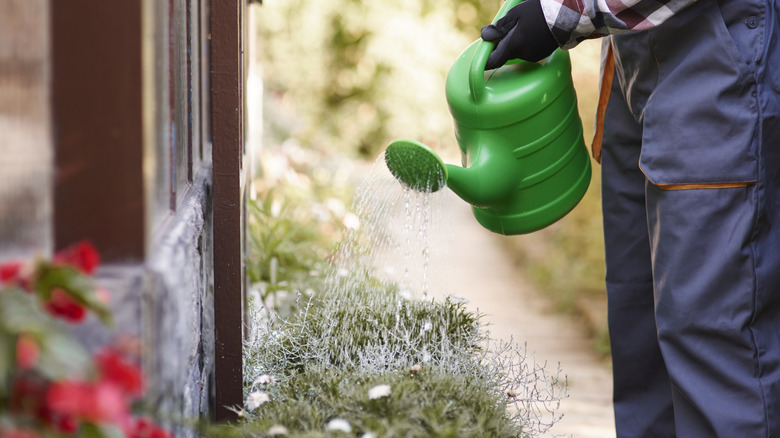 A person is emptying a watering can on a garden against the side of a house