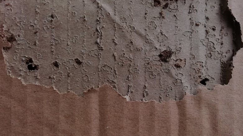 Signs of termites on a flat piece of cardboard