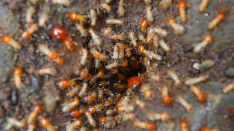 Termites swarm around a small cavity in the soil