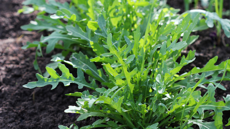 Arugula is a peppery green that grows well next to spinach.