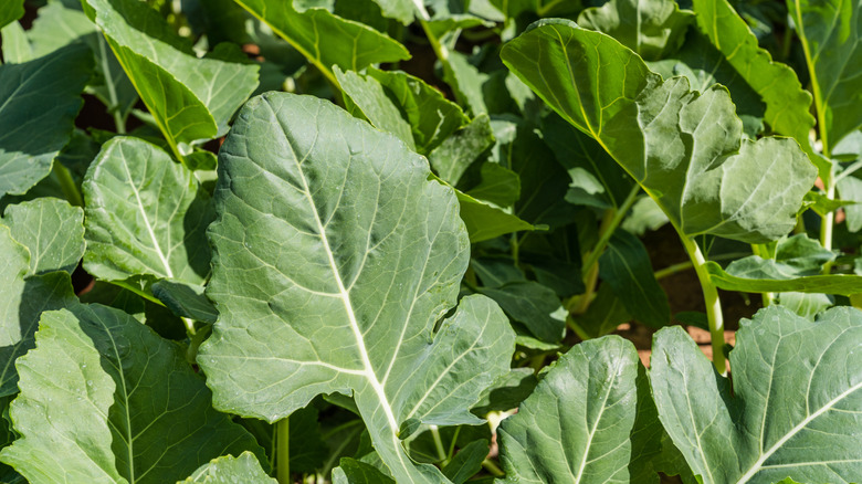 Collard greens have deep roots.