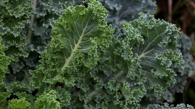 Kale is one of vegetables that tastes better after a frost.