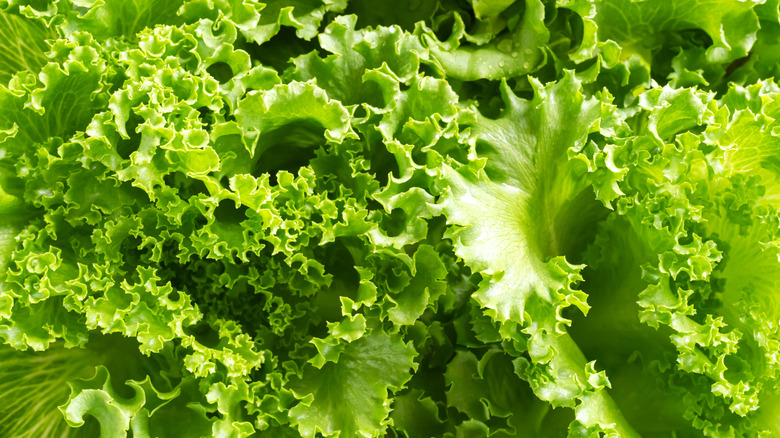 Grow lettuce with carrots for space and watering efficiency.