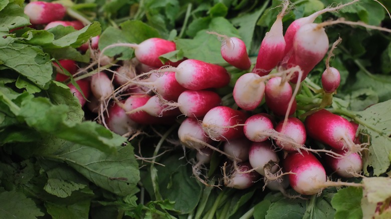 Radishes are a fast-growing favorite.
