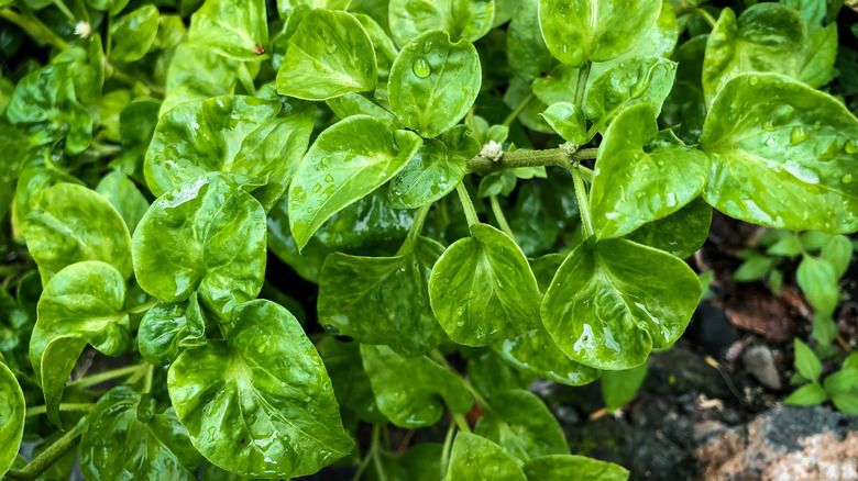Spinach germinates a week to 10 days after planting.