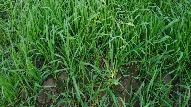 annual ryegrass growing