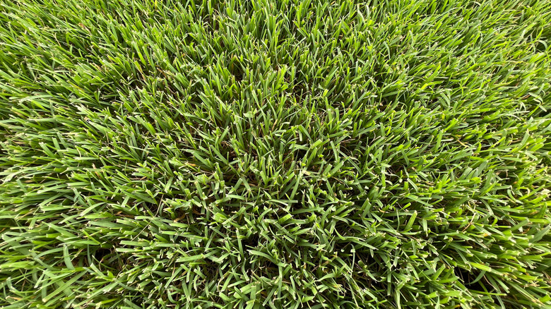 dense bermudagrass close up
